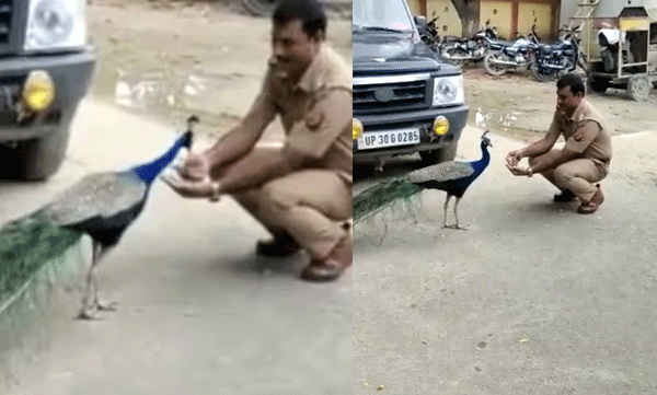 A beautiful story about friendship. Watch the video where the peacock and the policeman become friends
