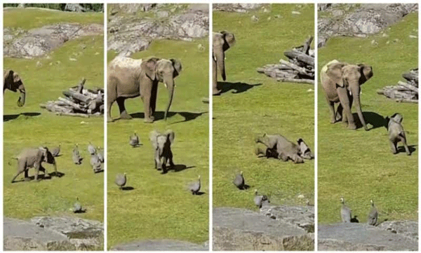 Baby girl slips and falls while chasing flock of birds: Video goes viral