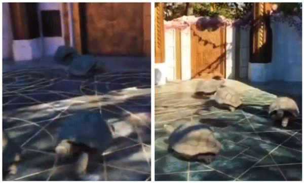 Turtles running fast across the tiled floor: Netizens stunned