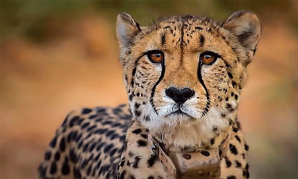 Another cheetah brought to Koono National Park has died