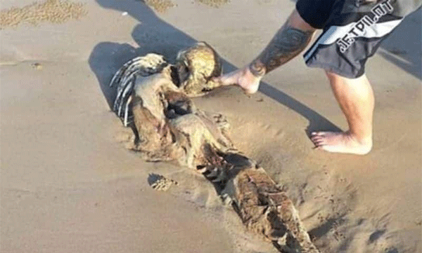 Rare 6-foot-long skeleton washed up on Australian coast: Netizens say it's a mermaid