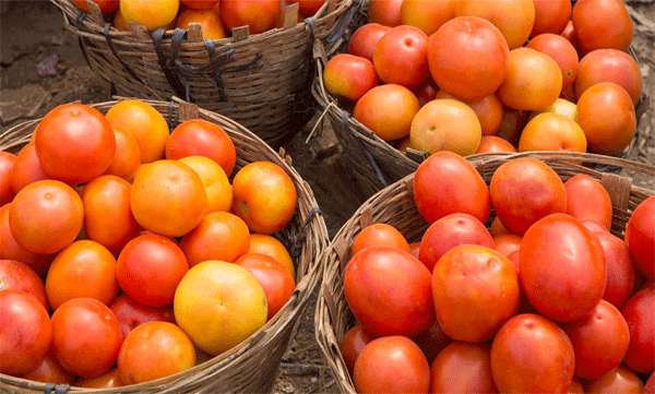 maharashtra farmer becomes millionaire in a month by selling tomatoes