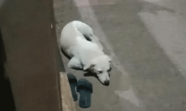 dog waits for 24 hours