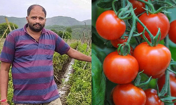 farmer sells tomato produce, earns Rs 3 crore