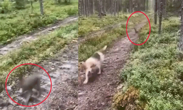 Dog attacks: Rabbit escapes by hiding: Video goes viral