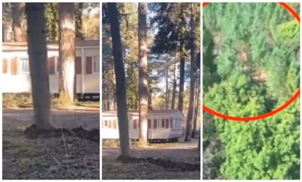 Trees traveling from one place to another: the secret behind the viral video