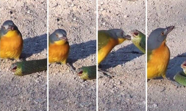 Bird plucks out the eye of an attacking snake: Shocking video goes viral