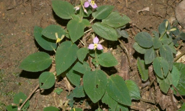 sonerilla lundini researchers in calicut discovered a new leaf in agastyamala