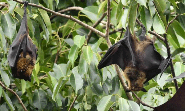 nipa virus presence in bats in 9 states including kerala