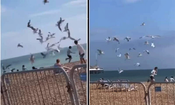  A group of seagulls keep flying behind the young man, what finally happened...