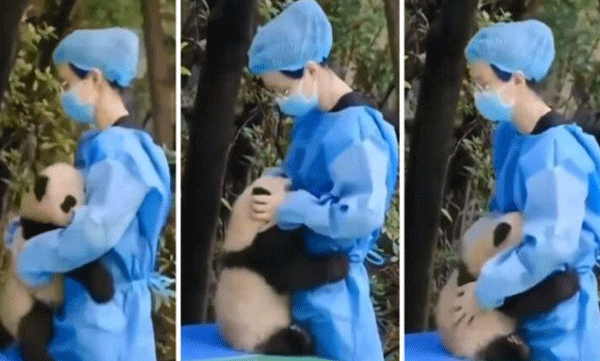 What a cutie....: Baby Panda Asking Caretaker to Hug: Hilarious Video Goes Viral