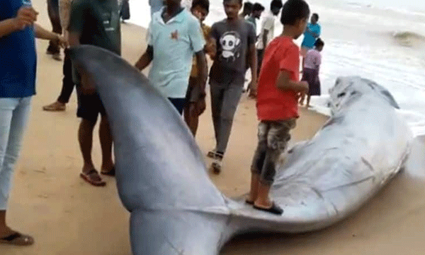 
25-feet-long, five-tonne blue whale washes up on shore: Locals come to see it