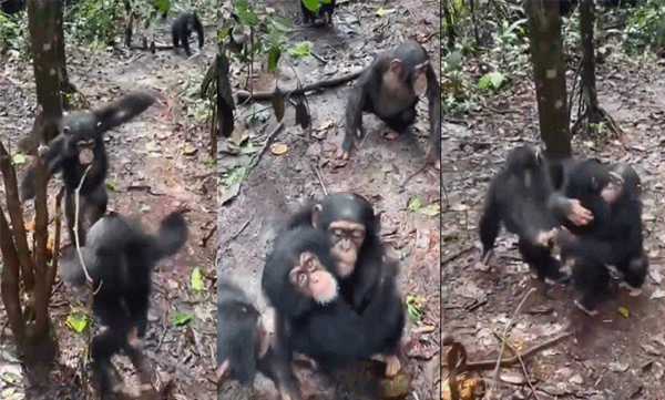 Come on in...: Other chimpanzees welcome new chimpanzee into the family with hugs: Video goes viral