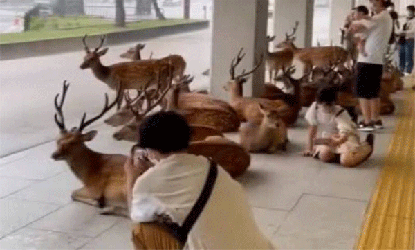 Deer and humans seek shelter on terrace during heavy rains: Rare sight goes viral