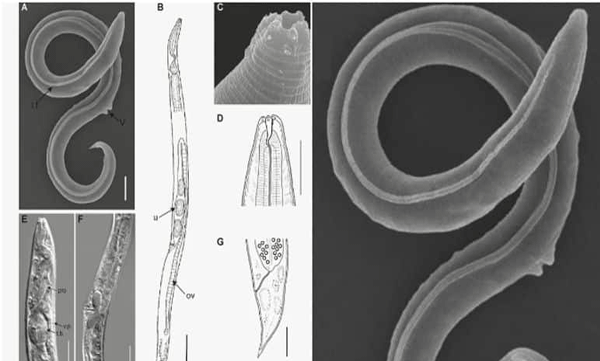 scientists revive 46-000 year old worm from  siberian permafrost says report
