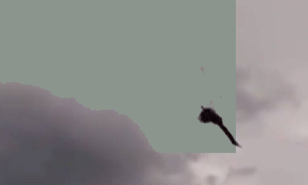 Peacock flying up to the sky: Netizens say it's unbelievable