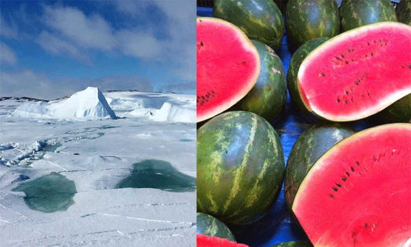 Scientists Grow Watermelons in Antarctica's Coldest Zone: Eight Watermelons from 6 Plants
