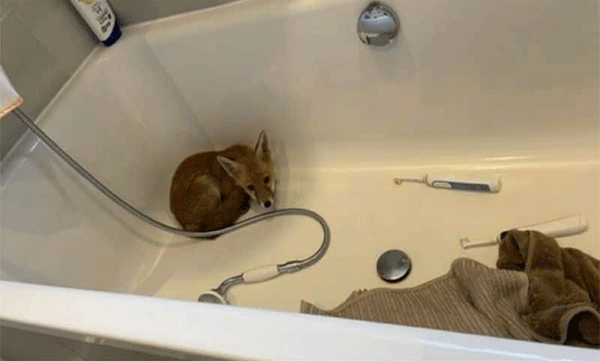 Baby fox snuck into the family's house: Pictures go viral