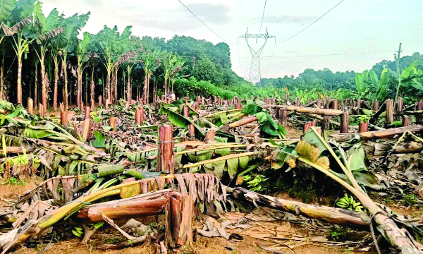 406 plants cut without informing the owner