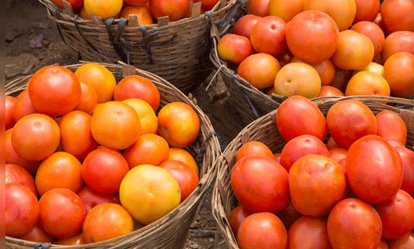 farmer installs cameras on his tomato field to prevent theft
