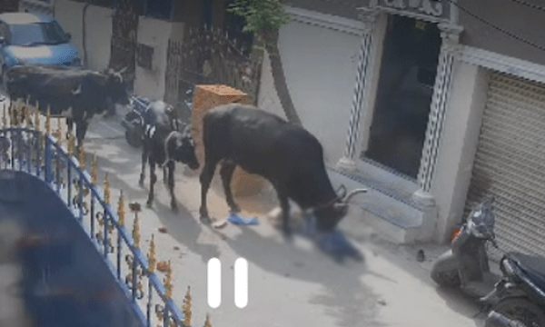 cow attacked student in road