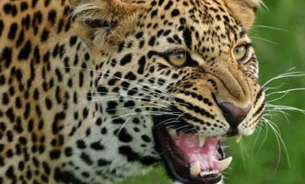 leopard killed six year old girl in tirupati