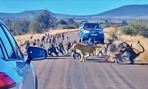 Baboons Attack A Leopard