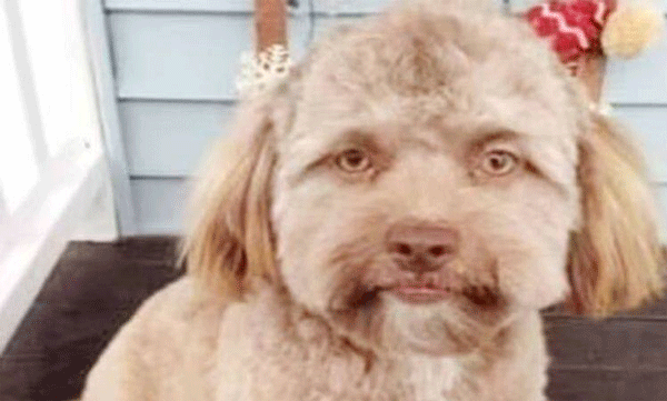 dog with human face