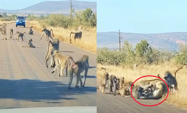 'Don't play with us..': The monkeys attacked the leopard who try to attack themck,le