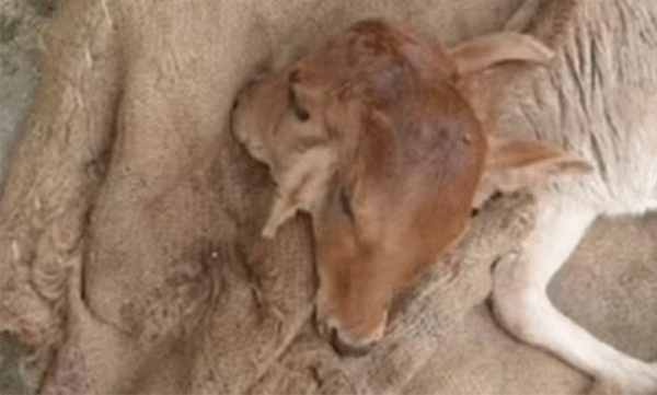 Calf with six legs and two heads: Villagers call it a blessed birth: What finally happened...