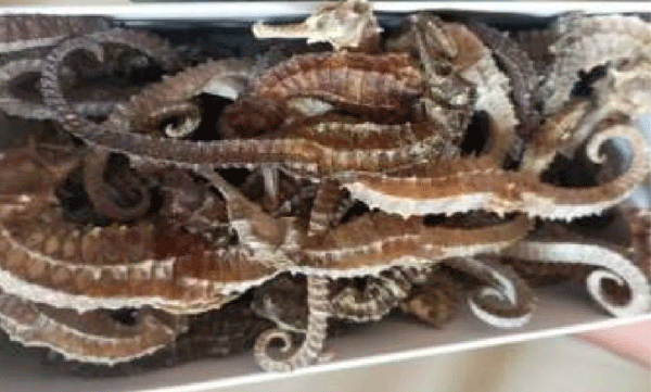 palakkad man arrested with sea horse