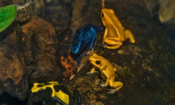 golden poison dart frog can kill 10 people with its poison