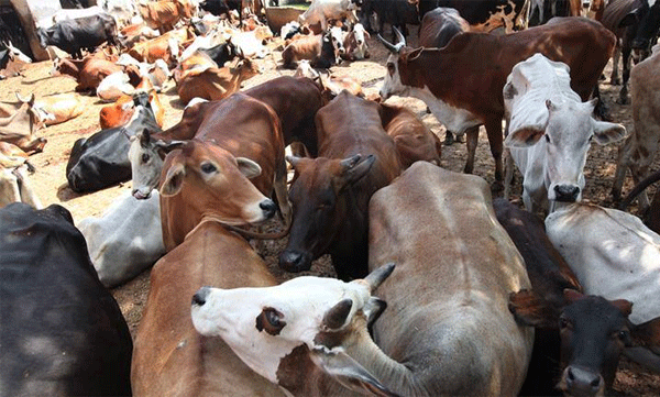 department of animal husbandry and dairying will receive 25 million usd grant under pandemic fund