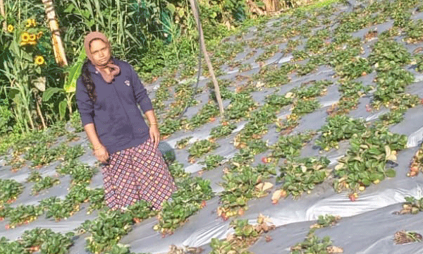 straw berry farming
