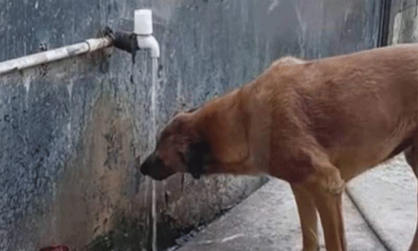 woman helps stray dog to drink water
