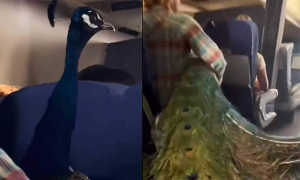 
Woman takes flight with peacock with long beak: Passengers are amazed