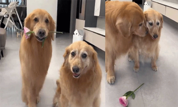 Dogs Share Romantic Moments With Hugs And Kisses: Netizens Criticize Video