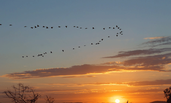 A village where birds commit suicide in droves: 'Jatinga' shrouded in mystery