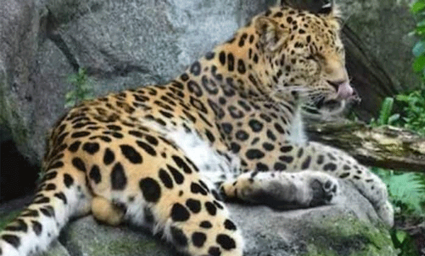 this village humans and leopard co exist peacefully