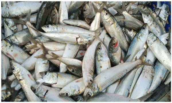 marine scientists in kerala unearth genome secrets of indian oil sardine a historic milestone in fisheries