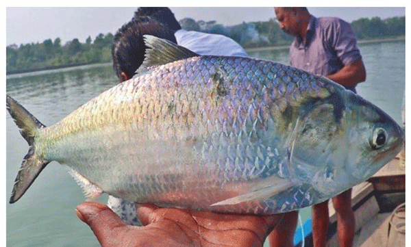 two kilogram ilish fish gets rs 26000 in auction