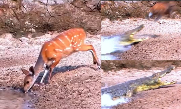 Deer narrowly escapes the terrifying attack of a crocodile, Video viral 