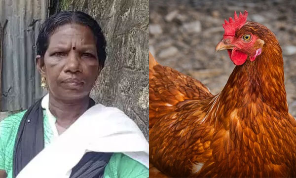 chickens-enter-the-backyard-conflict-between-housewives