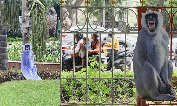 Monkeys a threat to G20: Authorities set up cutout of Langur monkeys to drive them away