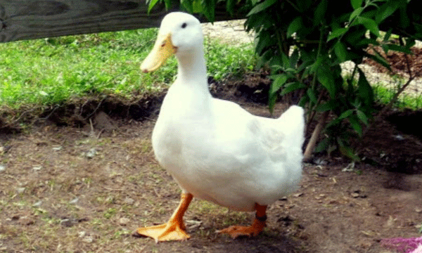 Locals enthusiastically bid for Adi's treatment