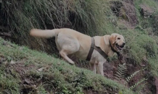 J-K: Terrorist killed in encounter in Rajouri, Army Dog lost life 