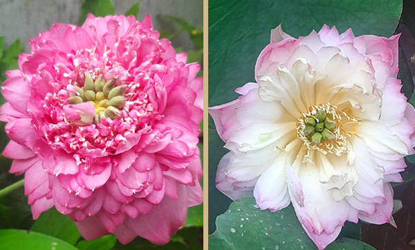 If you plant lotus and grow it, you can achieve prosperity.