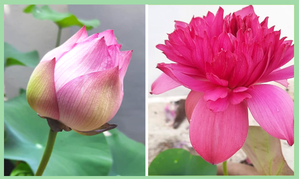 If you plant lotus and grow it, you can achieve prosperity.