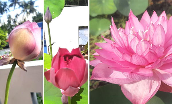 If you plant lotus and grow it, you can achieve prosperity.