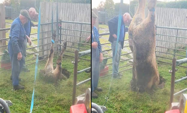 A cow fell headlong into a ditch while grazing: Officials pulled it out expertly, video went viral